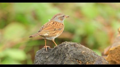 Dunnock