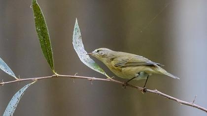 Common Chiffchaff