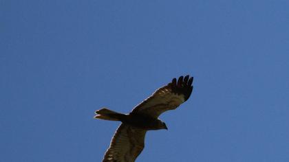 Western Marsh Harrier