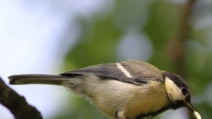Great Tit