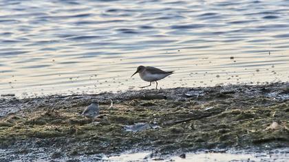 Dunlin