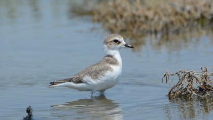 Kentish Plover