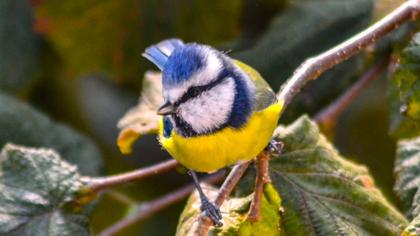 Eurasian Blue Tit