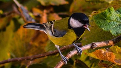 Great Tit