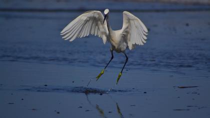 Little Egret