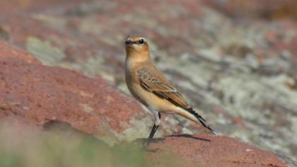 Northern Wheatear