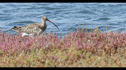 Eurasian Curlew