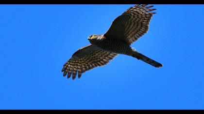 Eurasian Sparrowhawk