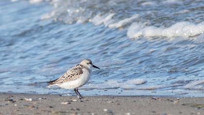 Sanderling