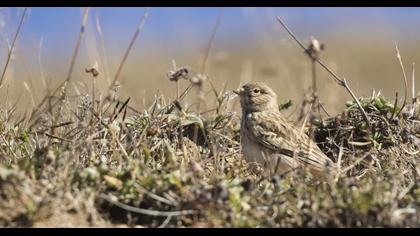 Turkestan Short-toed Lark