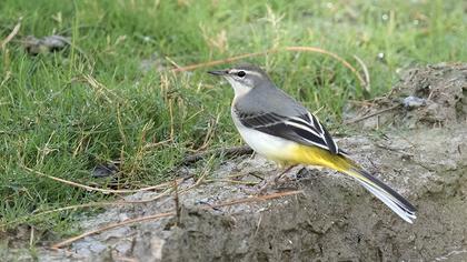 Grey Wagtail