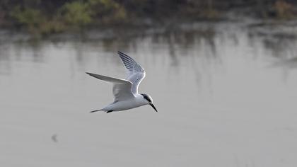 Sandwich Tern