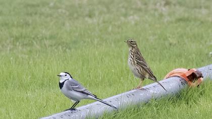 Meadow Pipit