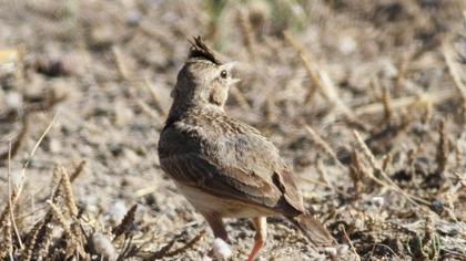 Crested Lark