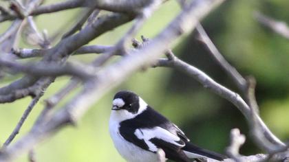 Collared Flycatcher