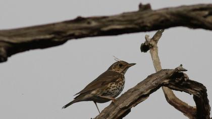 Song Thrush