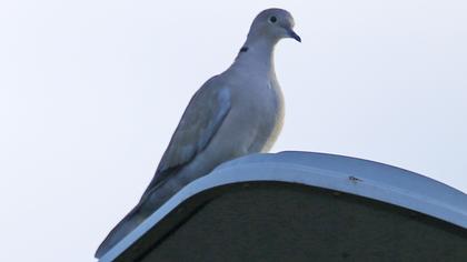 Eurasian Collared Dove