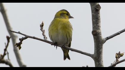 Eurasian Siskin
