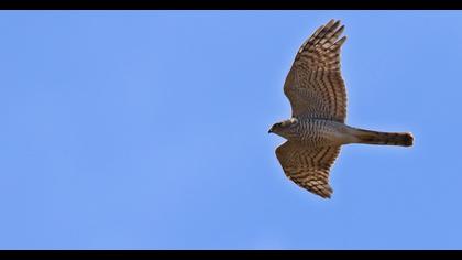 Eurasian Sparrowhawk