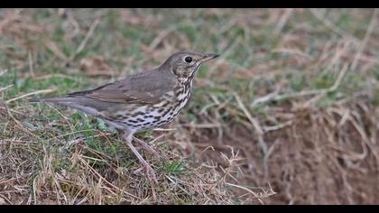 Song Thrush