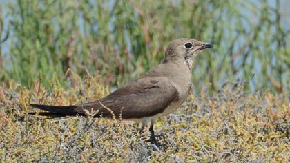 Collared Pratincole