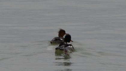 Red-breasted Merganser