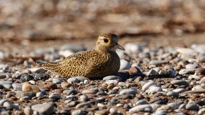 European Golden Plover