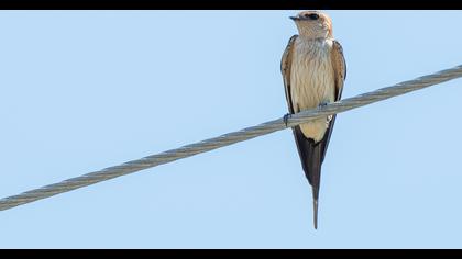 Red-rumped Swallow
