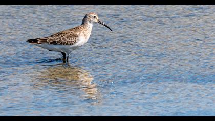 Curlew Sandpiper