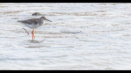 Common Redshank
