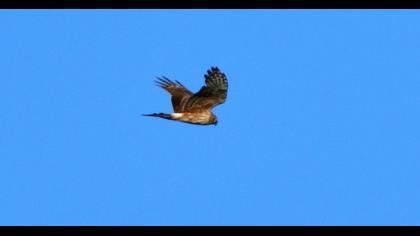 Hen Harrier