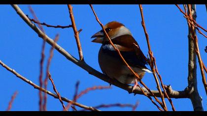 Hawfinch
