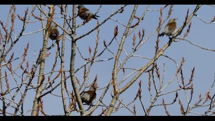 Fieldfare