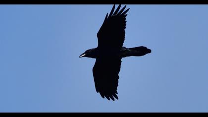 Northern Raven