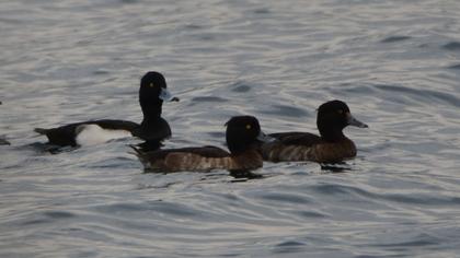 Tufted Duck