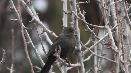 Common Blackbird