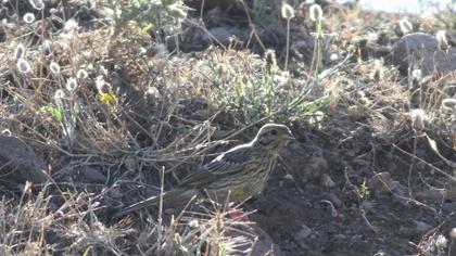 Cirl Bunting