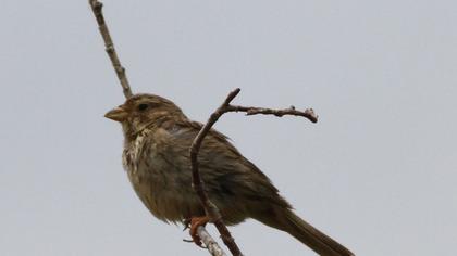 Corn Bunting
