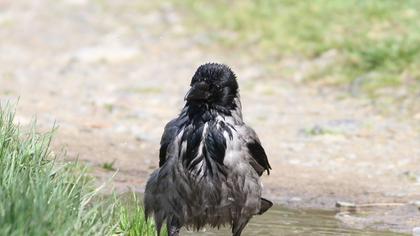 Hooded Crow