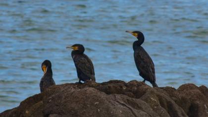 Great Cormorant