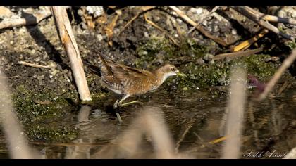 Little Crake