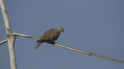 Eurasian Collared Dove