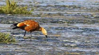 Ruddy Shelduck