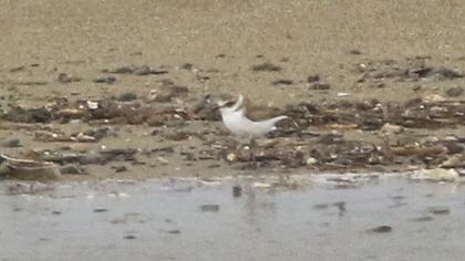 Kentish Plover