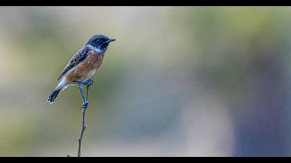 European Stonechat
