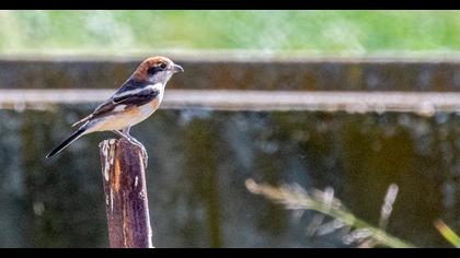 Woodchat Shrike