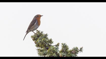 European Robin