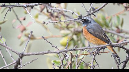Common Redstart