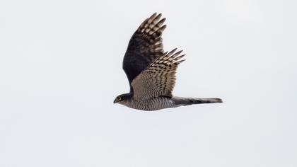 Eurasian Sparrowhawk