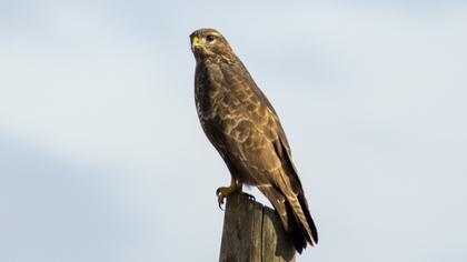Common Buzzard